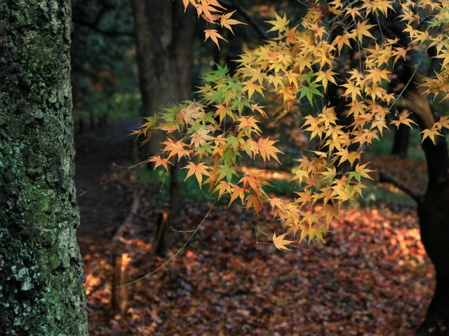 Nature___Seasons___Autumn_____Autumn_tree_in_the_forest_082868_29 (640x480, 400Kb)