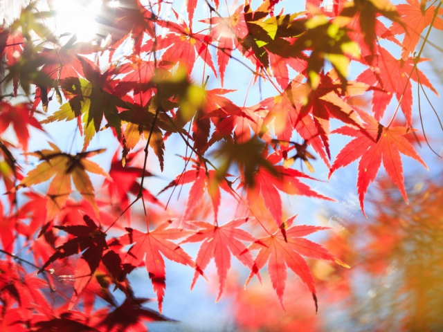 Nature___Seasons___Autumn_Red_leaves_in_the_sun_082153_29 (640x480, 409Kb)