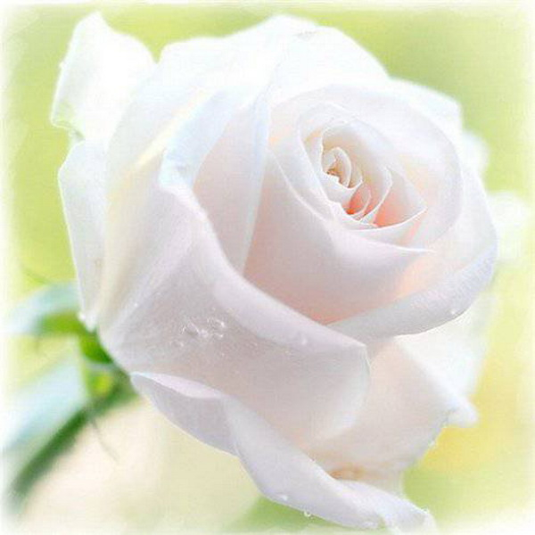 2 (600x600, 182Kb)