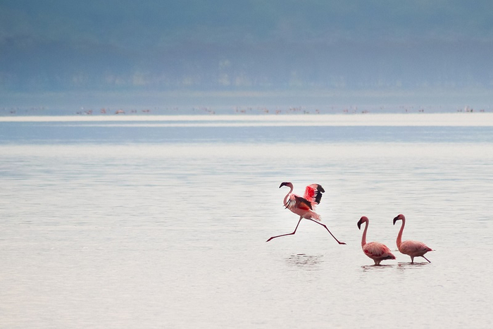 7-Розовые фламинго на озере Накуру в Кении (800x567, 198Kb)