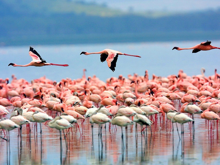 16-Розовые фламинго на озере Накуру в Кении (800x625, 440Kb)