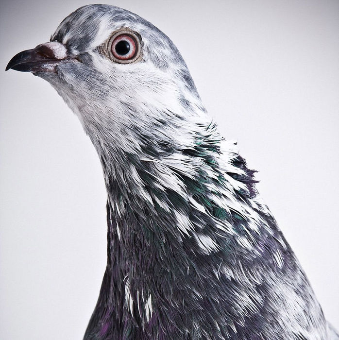 Pigeons_By_Richard_Bailey_15 (698x700, 102Kb)