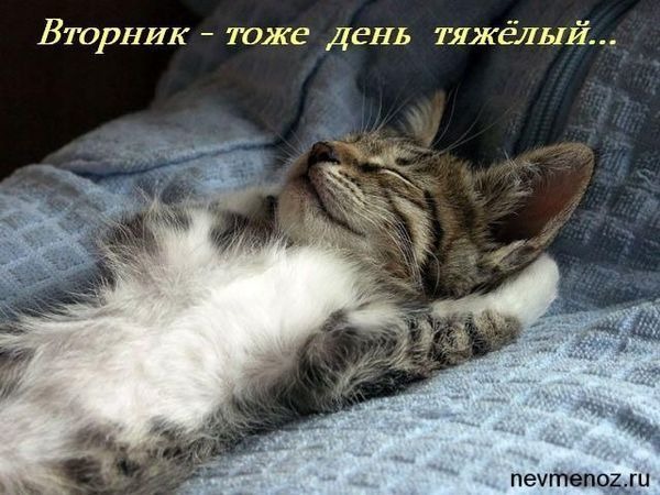 3470549_vtornik_tyaj (600x450, 68Kb)