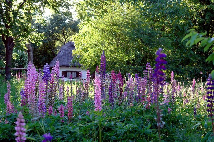 3303834_nature_11 (700x467, 167Kb)