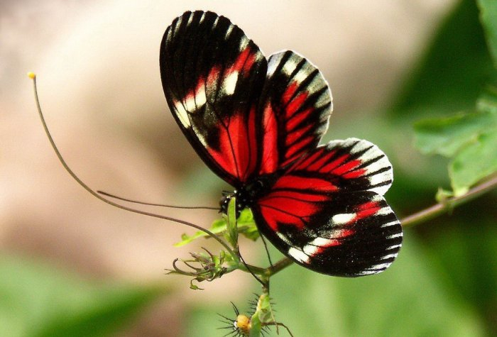 1251913628_56_butterfly_beauty (700x475, 252Kb)