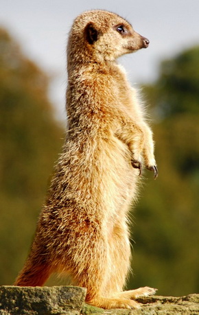 a61a5_0_8cbdd_3aa5ff93_orig.jpg2 (290x459, 68Kb)