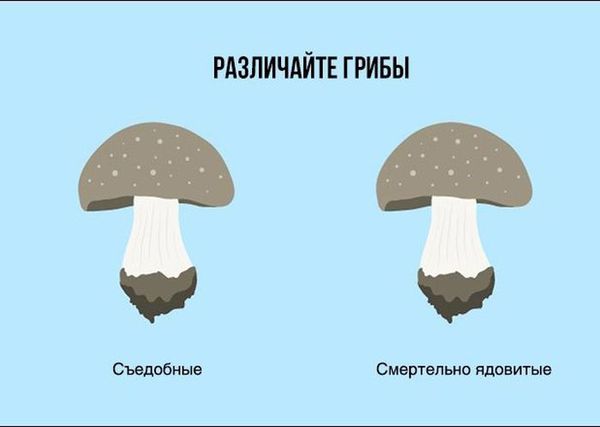 2014_09_17_10_07gorod_tomsk_ru_posts_files_83_294_i_zhizneo6 (600x427, 16Kb)
