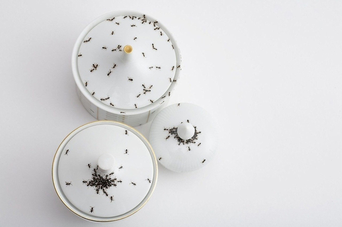 посуда с муравьями Эвелин Баклоу 8 (700x466, 153Kb)
