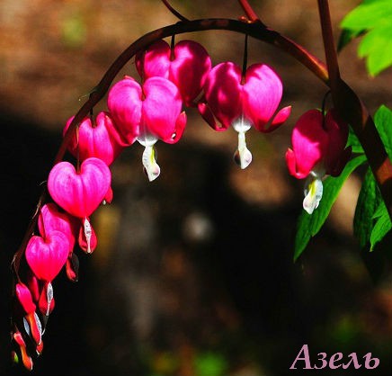 3085196_dicentra (436x418, 40Kb)