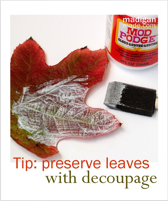 Can-you-preserve-fall-leaves-with-Mod-Podge-00 (584x700, 305Kb)