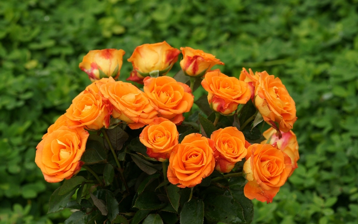 3085196_roses_care_01 (700x437, 225Kb)