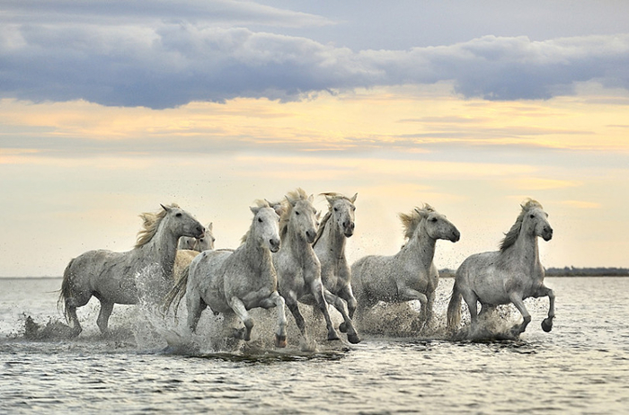 Камарг лошади в дельте реки Роны