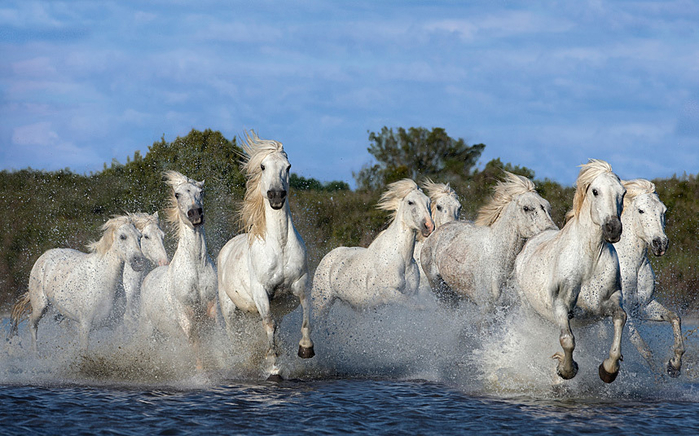 Камарг лошади в дельте реки Роны