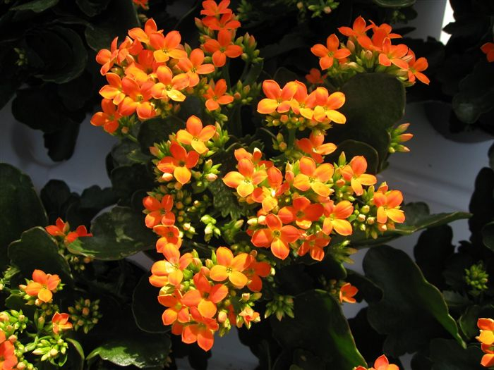 kalanchoe_4318_high (610x415, 354Kb)