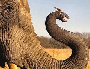 elephant-mouse (300x233, 20Kb)