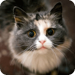 114297842_xxc (150x150, 20Kb)