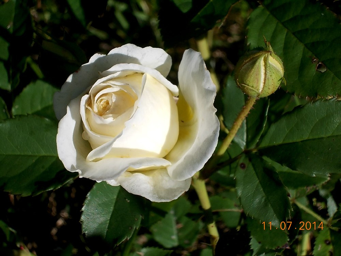 роза (700x525, 330Kb)