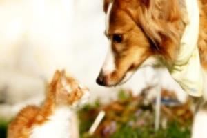 1751190_chienchat (300x200, 15Kb)