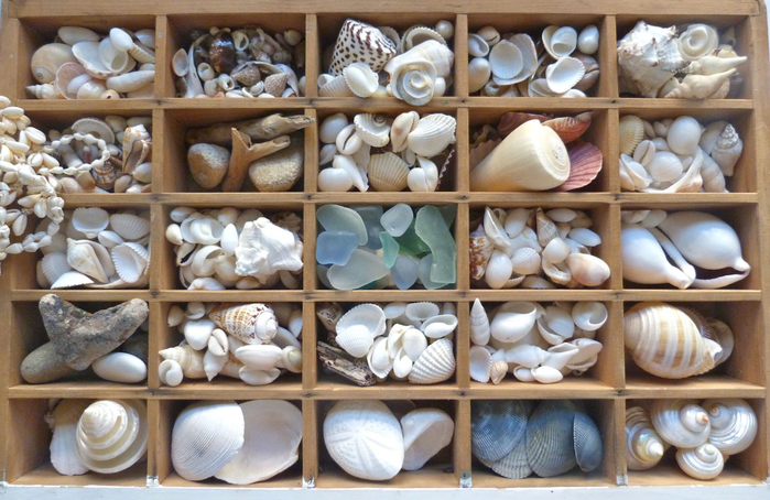 decorating-ideas-astounding-coastal-wall-decoration-with-seashell-in-frame-decoration-astounding-seashell-artwork-for-decorating-design-ideas (700x454, 394Kb)