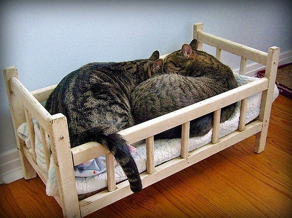 Как сделать котенку кроватку Как сделать котенку кроватку