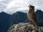  sparrowsingingonmountain_12770_600x450-1 (600x450, 153Kb)