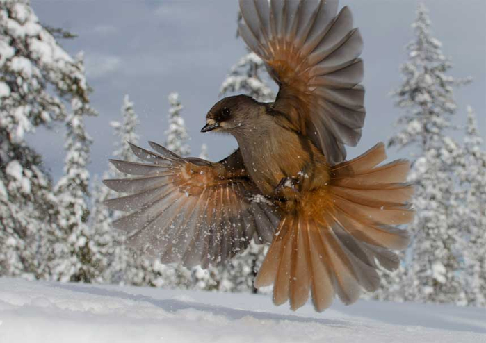 Wildlife Photographer of the Year 2014