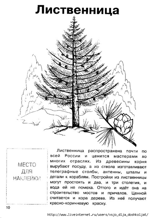 Раскраски хвойные деревья для детей Раскраски хвойные деревья для детей