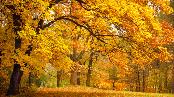 4015725_2 (700x393, 562Kb)