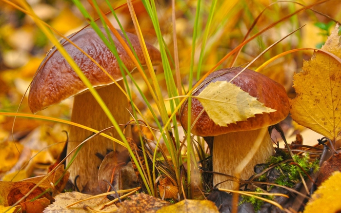 4015725_3_1_ (700x437, 266Kb)