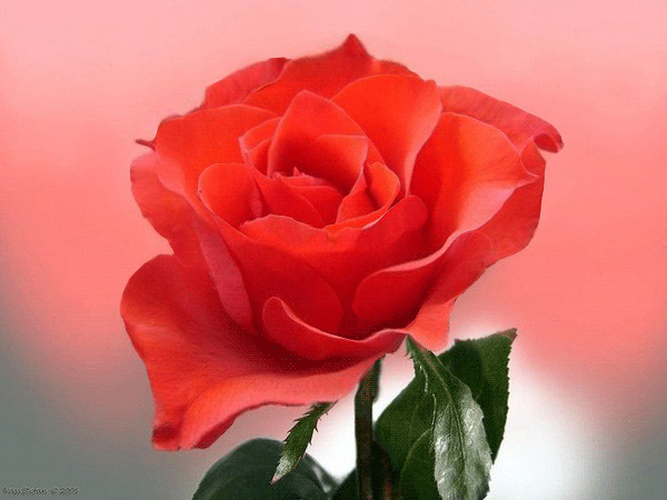 Красавица роза (600x450, 551Kb)