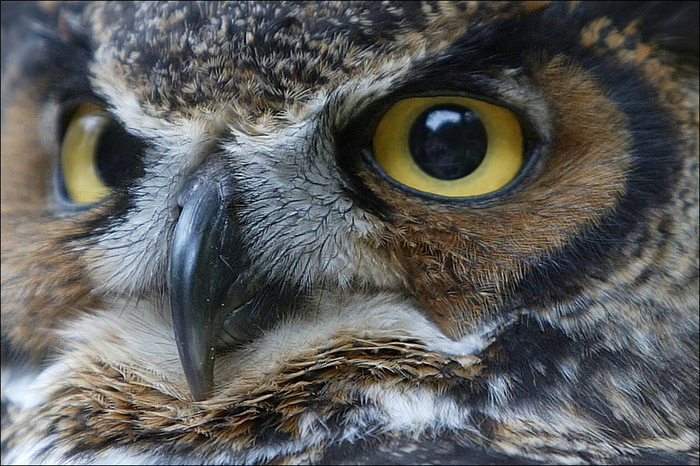 Owl (700x466, 462Kb)