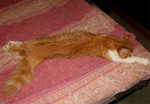  IMG_2152 (700x486, 350Kb)