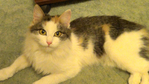  20151212220644(2) (700x393, 305Kb)