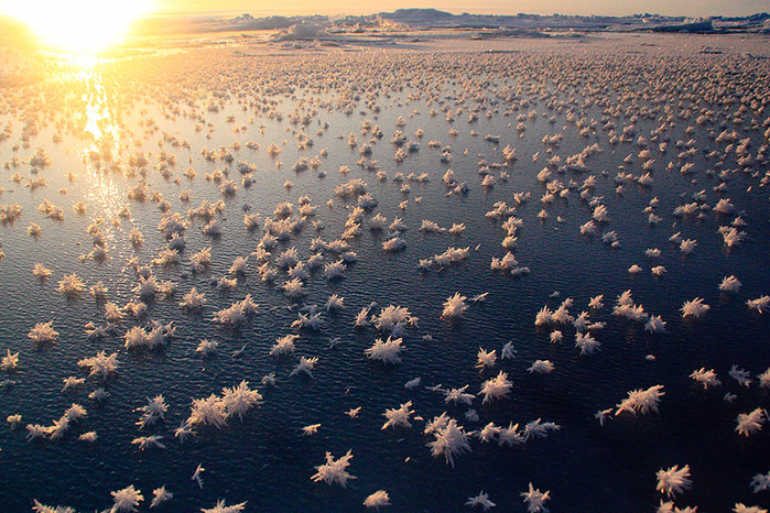 Frost Flowers in the Arctic Ocean (700x466, 582Kb)