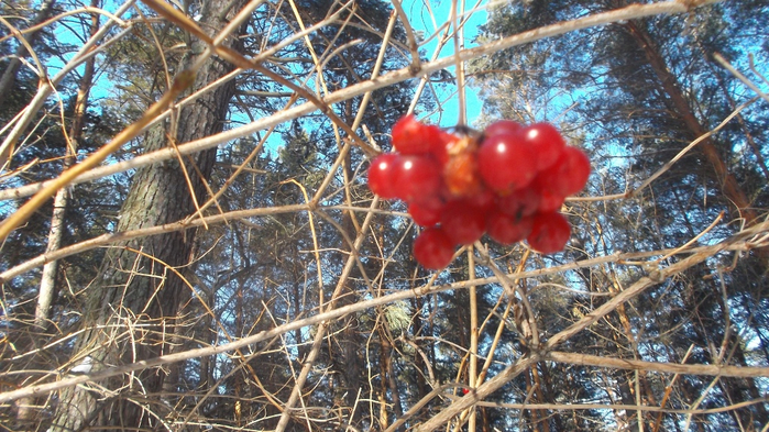 DSCF8703 (700x393, 446Kb)