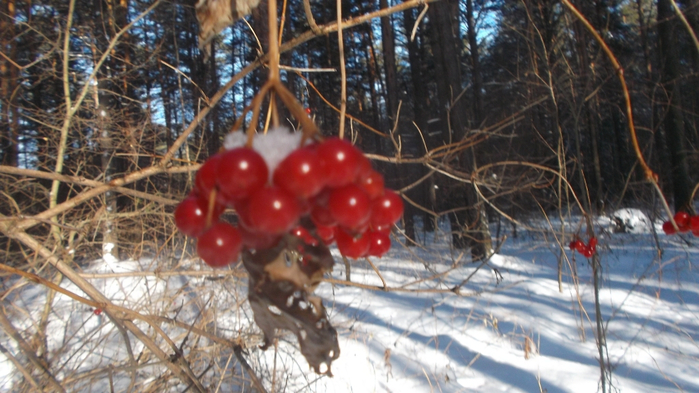 DSCF8706 (700x393, 355Kb)
