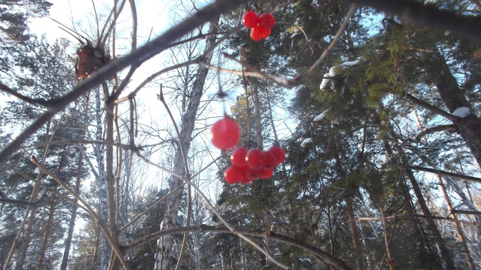 DSCF8746 (700x393, 387Kb)
