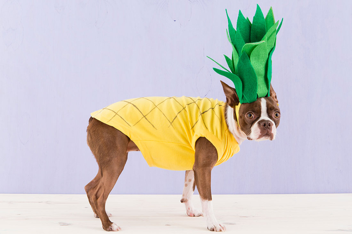 Halloween_Dogs_5Costumes_099 (700x466, 228Kb)