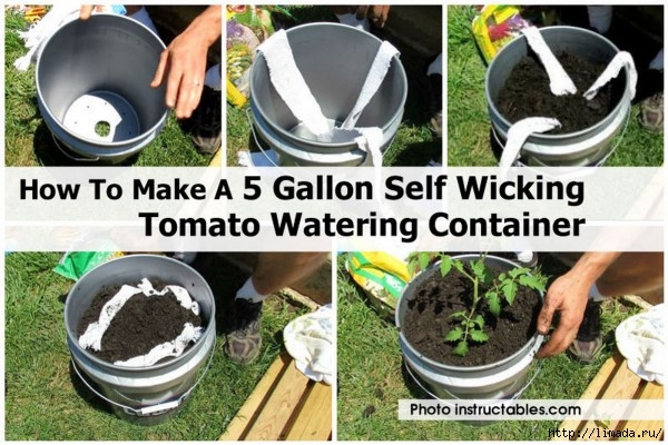 How-To-Make-A-5-Gallon-Self-Wicking-Tomato-Watering-Container-e1435260549534 (600x400, 210Kb)