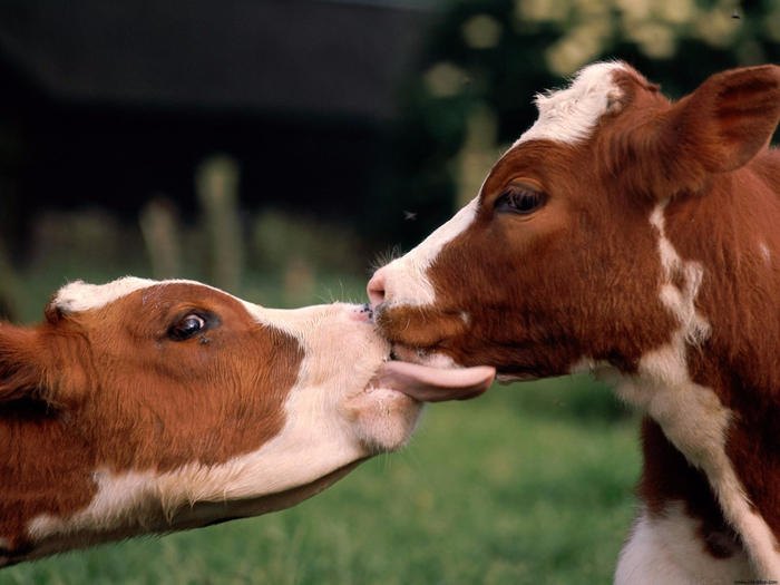 kissing_cows_wallpaper-29092 (700x525, 331Kb)