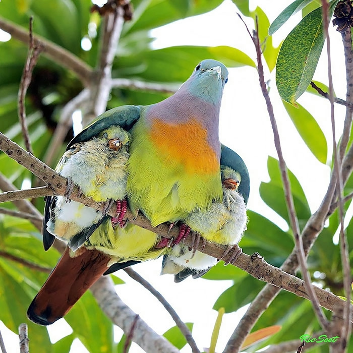 cute-bird-parents__700 (700x700, 307Kb)