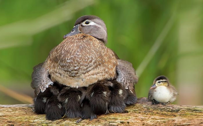 cute-bird-parents-34__700 (700x437, 151Kb)