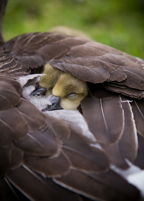 cute-bird-parents-38__700 (501x700, 157Kb)