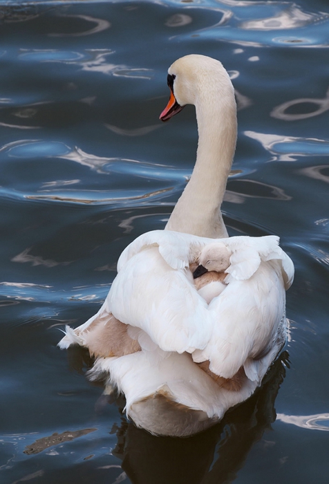 cute-bird-parents-341__700 (476x700, 189Kb)