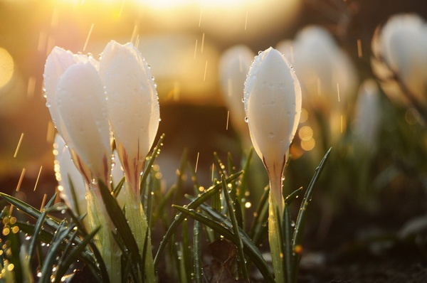 3768849_vesna___________ (600x398, 70Kb)
