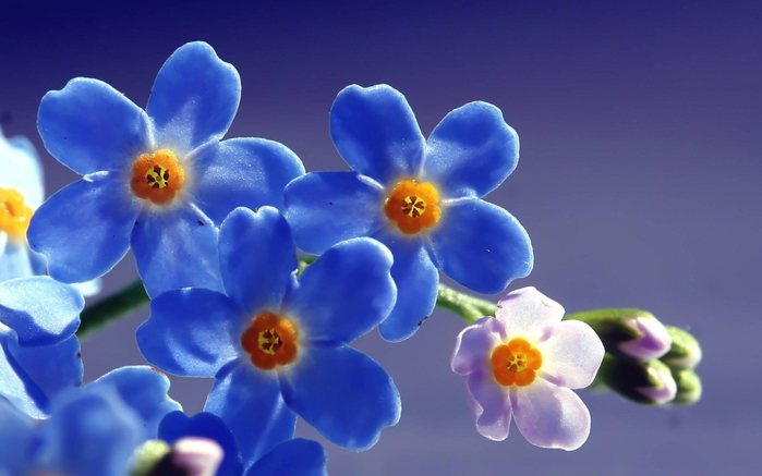 голубые цветы 6 (700x437, 272Kb)