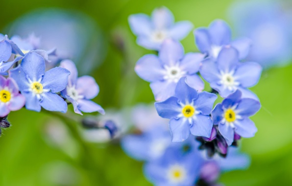 голубые цветы 8 (596x380, 169Kb)