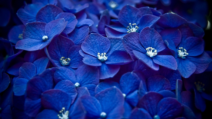 голубые цветы 12 (700x393, 315Kb)