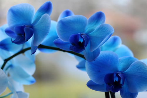 голубые цветы 13 (500x333, 160Kb)