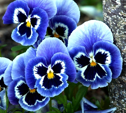 голубые цветы 16 (502x450, 354Kb)